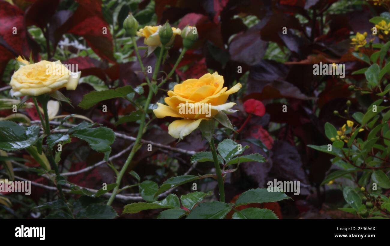 Un primo piano di un fiore di rosa di colore giallo con uno sfondo sfocato Foto Stock