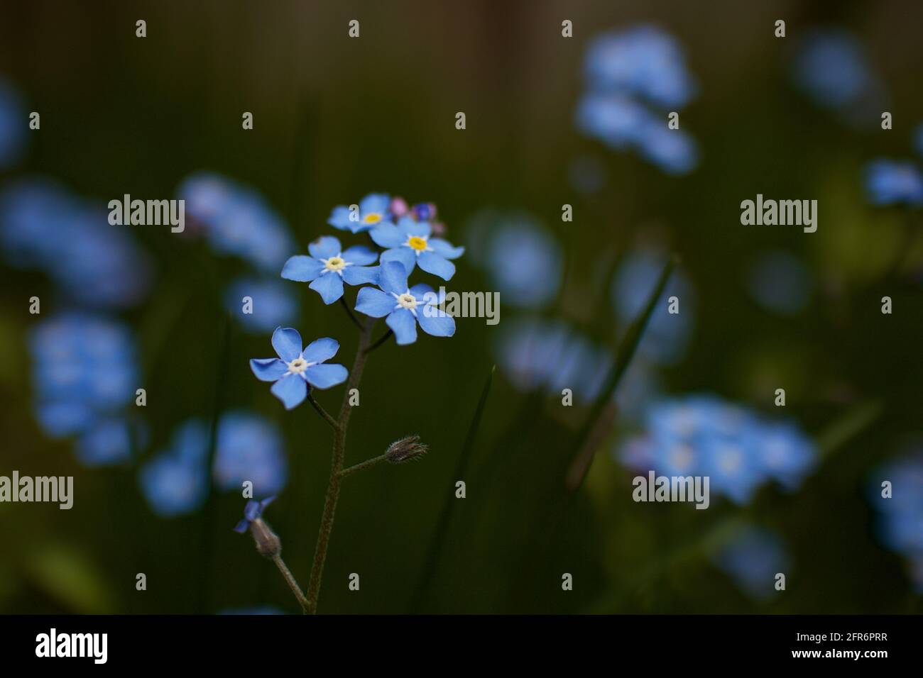 Forget-me-not flower (Myosotis scorpioides) coltivato in giardino di locall, bel fiore delicato e colori pastello chiaro Foto Stock