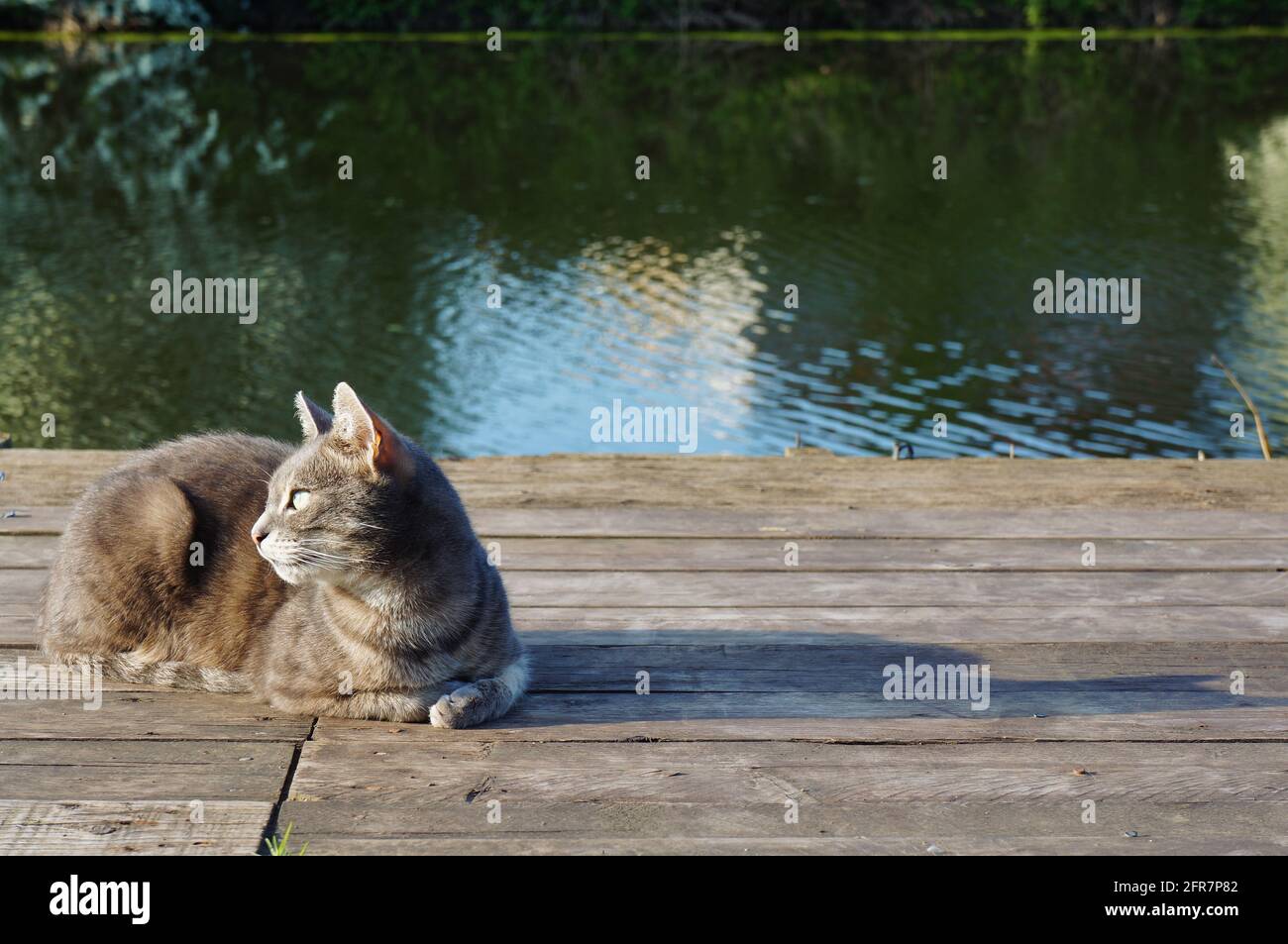 simpatico gatto da tabby seduto su un ponte di pesca in legno sotto il sole con acqua dolce sullo sfondo Foto Stock