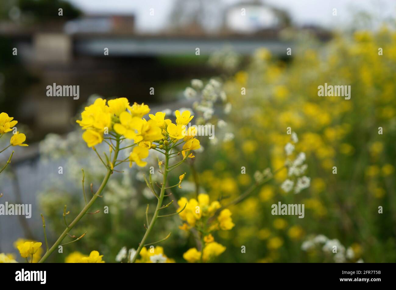 fiori di campo gialli e bianchi vicino al fiume con una messa a fuoco morbida ponte stradale sullo sfondo Foto Stock