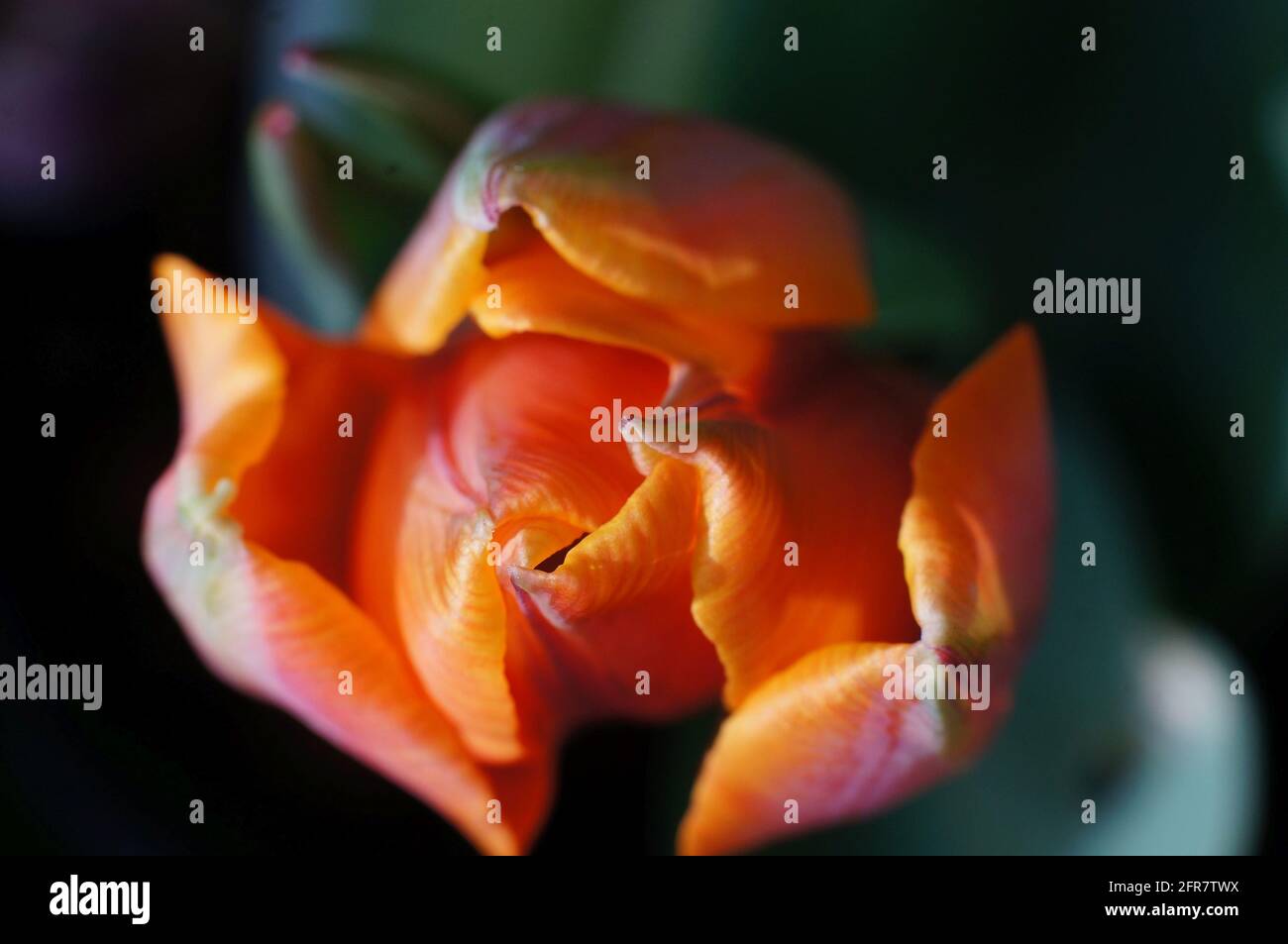 Primo piano di Tulipa tulipa arancione in un flowerbed con fondo soft focus Foto Stock