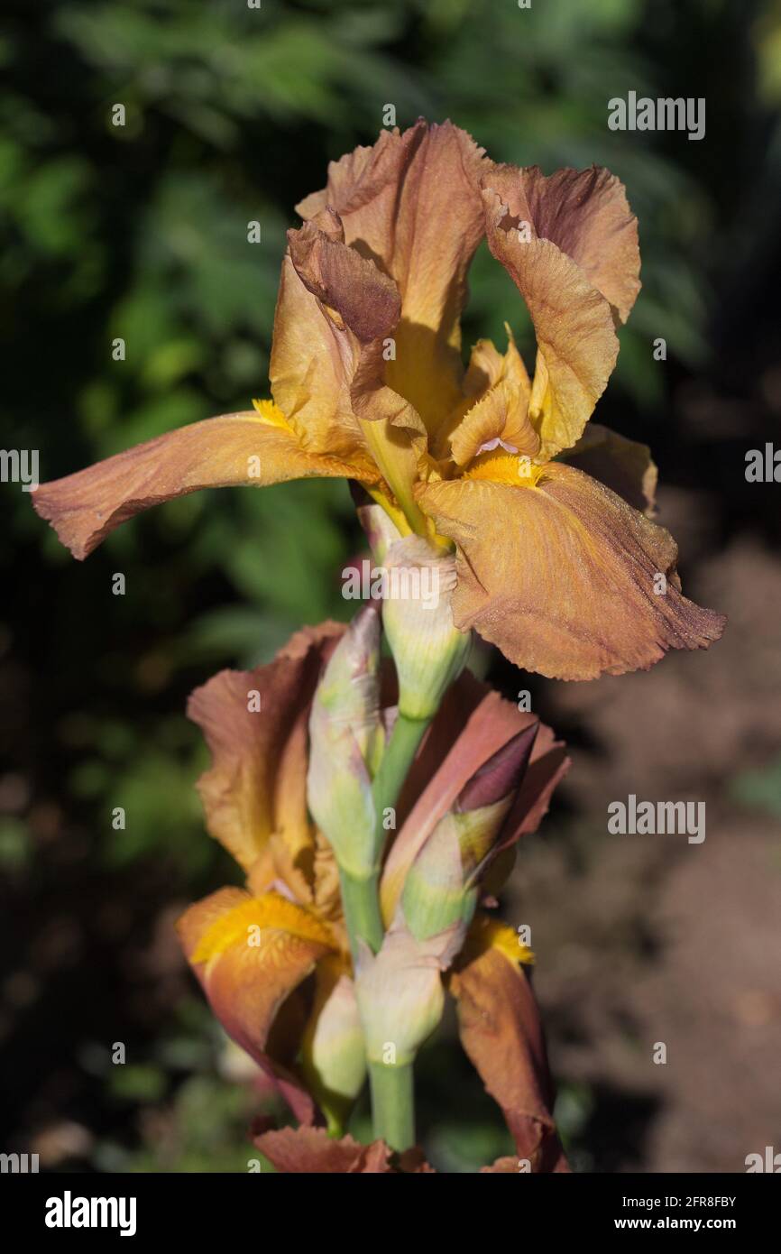 Iris 'Prairie Tramonto'. Foto Stock