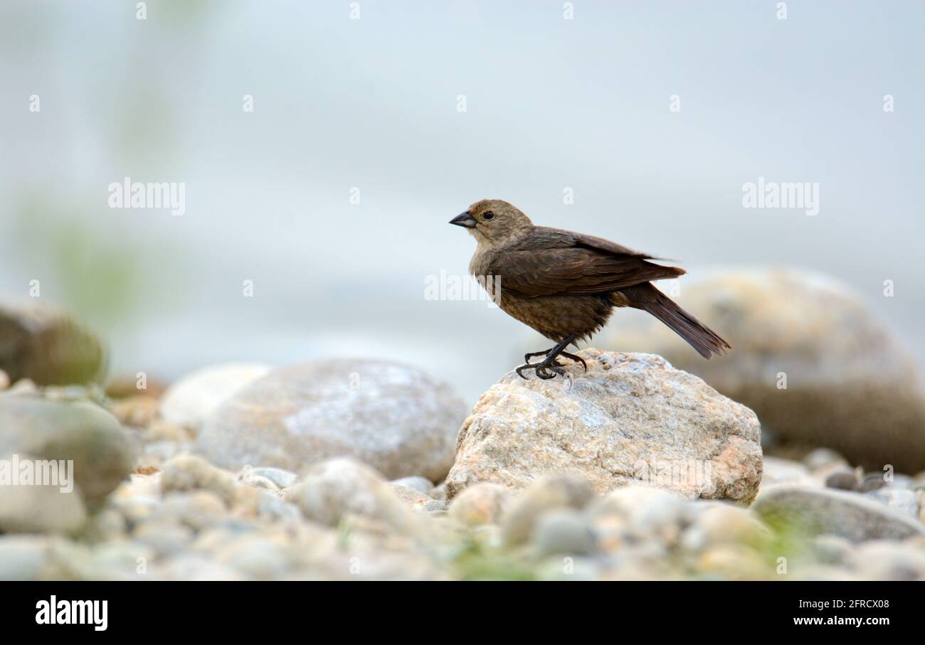 Femmina marrone testa cowbird o Molothrus ater in piedi su roccia in riva al lago Foto Stock