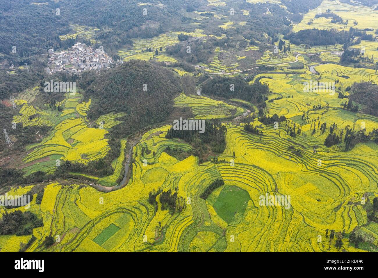 Vista aerea dei fiori di colza a Luoping, Yunnan - Cina Foto Stock