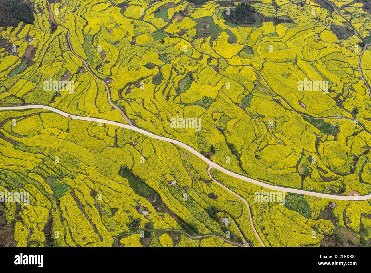 Vista aerea dei fiori di colza a Luoping, Yunnan - Cina Foto Stock