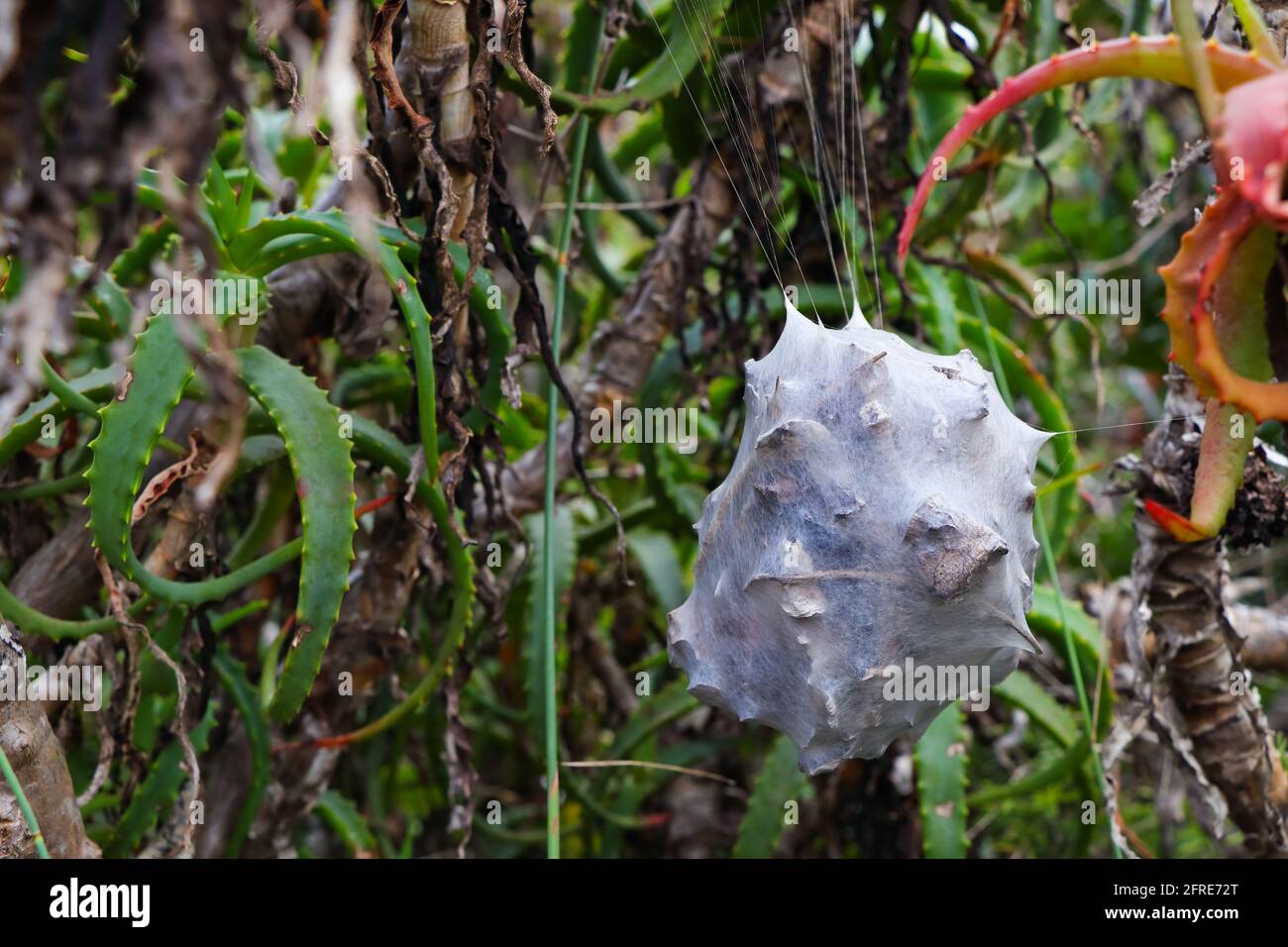 Nido sospeso di Common Rain Spider in Aloes (Palystes superciliosus) Foto Stock