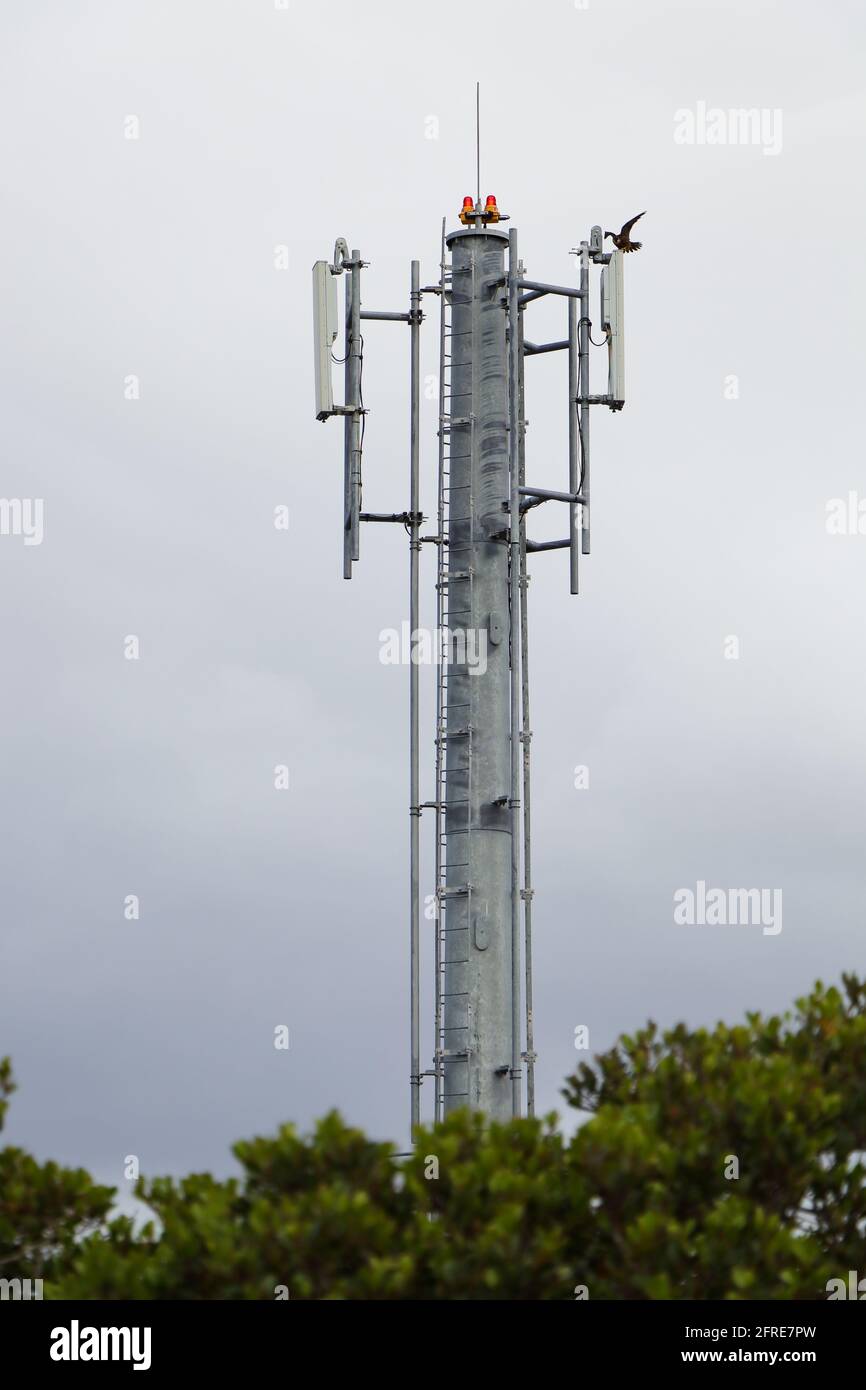 Torre di rete con alci di Eleonora (Falco eleonorae) Foto Stock