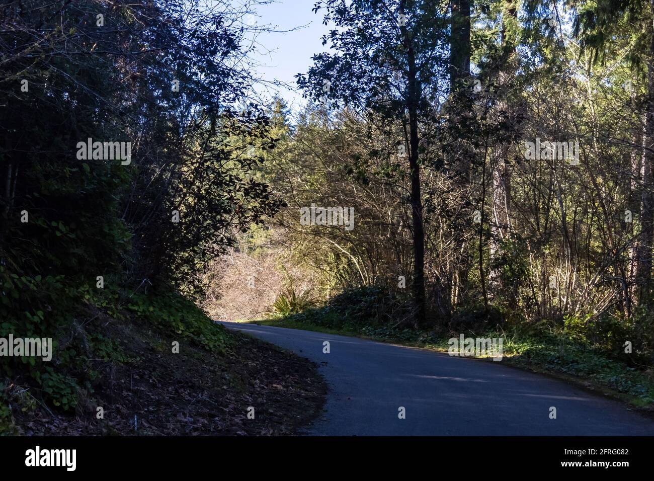 percorso ombreggiato che conduce attraverso la foresta ad arco luminoso al fine della corsia Foto Stock