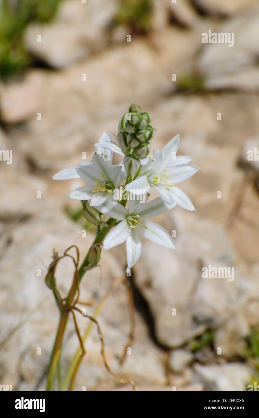 Ornithogalum narbonense, nomi comuni Narbonne star-of-Bethlehem, piramidale star-of-Bethlehem e meridionale star-of-Bethlehem, è una perennia erbacea Foto Stock