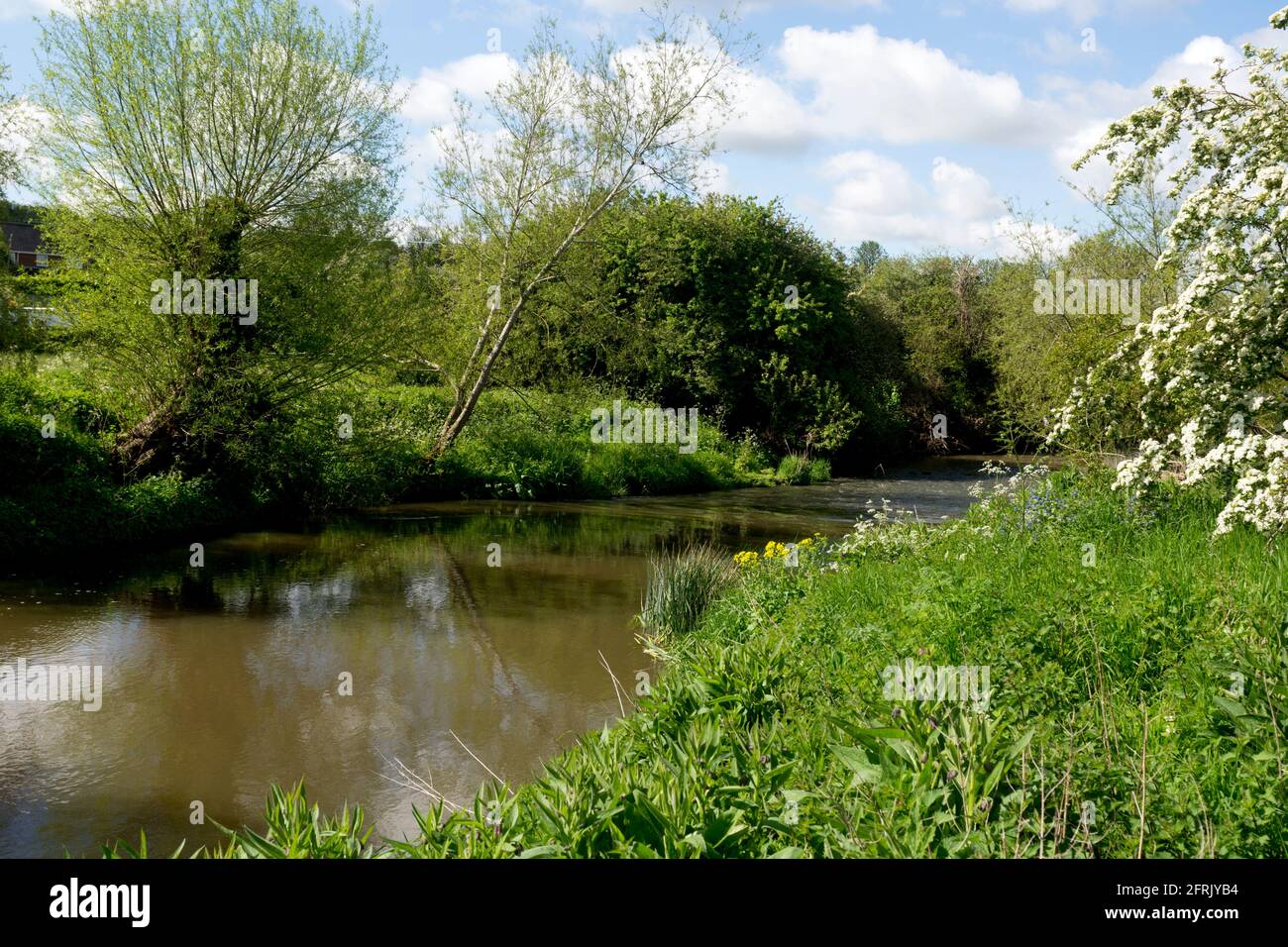 La freccia del fiume in primavera, Oversley Green, Alcester, Warwickshire, Inghilterra, REGNO UNITO Foto Stock
