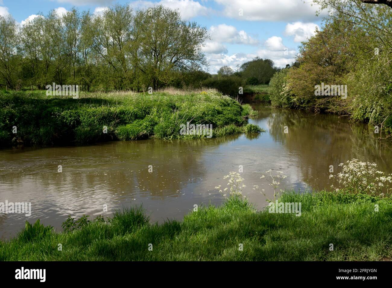 La freccia del fiume in primavera, Oversley Green, Alcester, Warwickshire, Inghilterra, REGNO UNITO Foto Stock