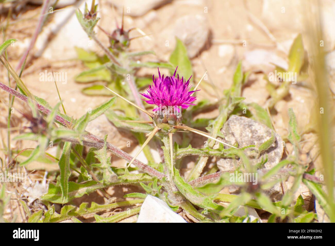 Stella Thistle (Centaurea calcitrapa) fiore. Fotografato in Israele nel mese di marzo Foto Stock