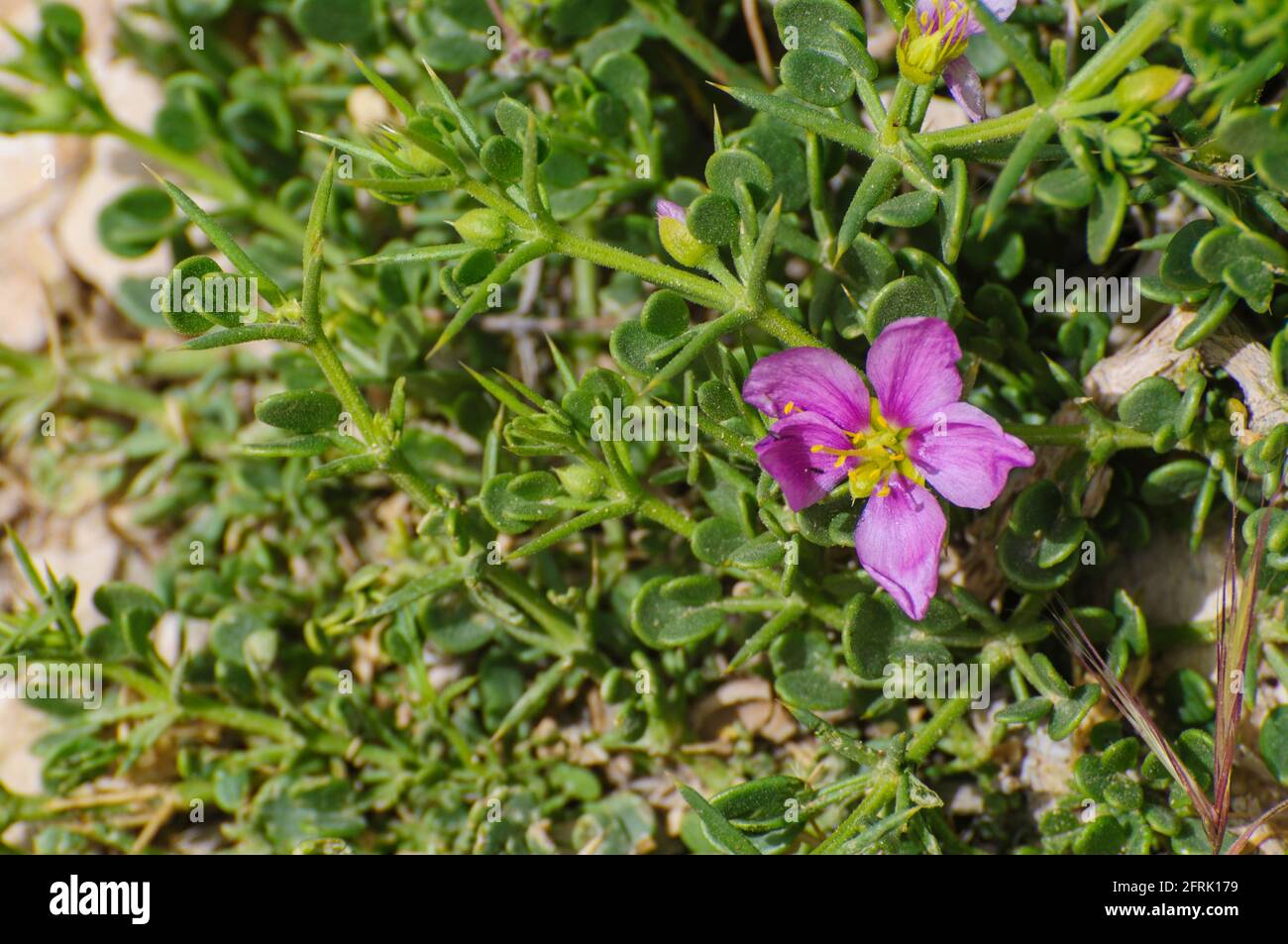 Fagonia glutinosa Sticky Fagonia fotografato in Israele nel mese di marzo Foto Stock