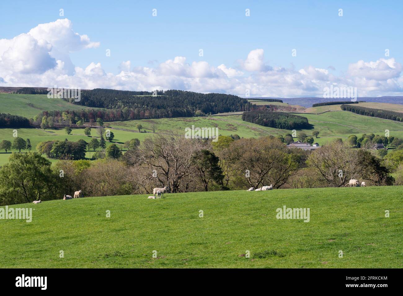 Pecore e agnelli che pascolano presso Haltwhistle, nel Northumberland, Inghilterra, Regno Unito Foto Stock