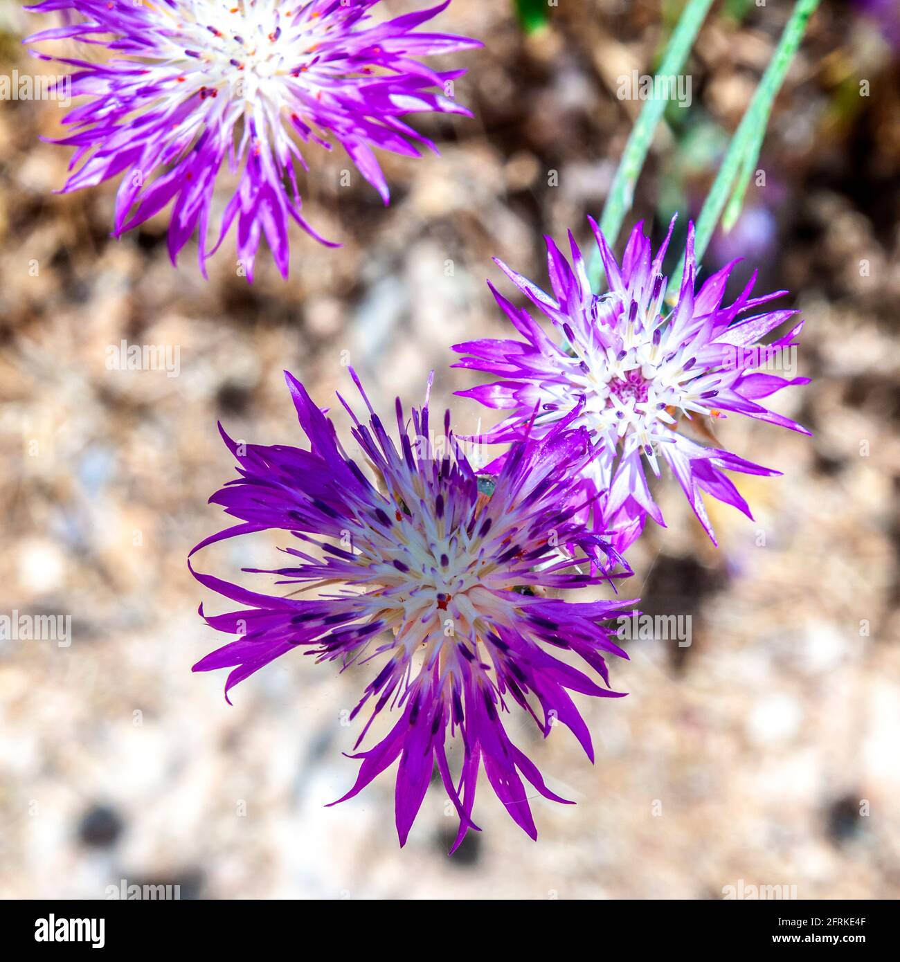 Centaurea aspera è una specie di Centaurea che si trova in Europa Foto Stock