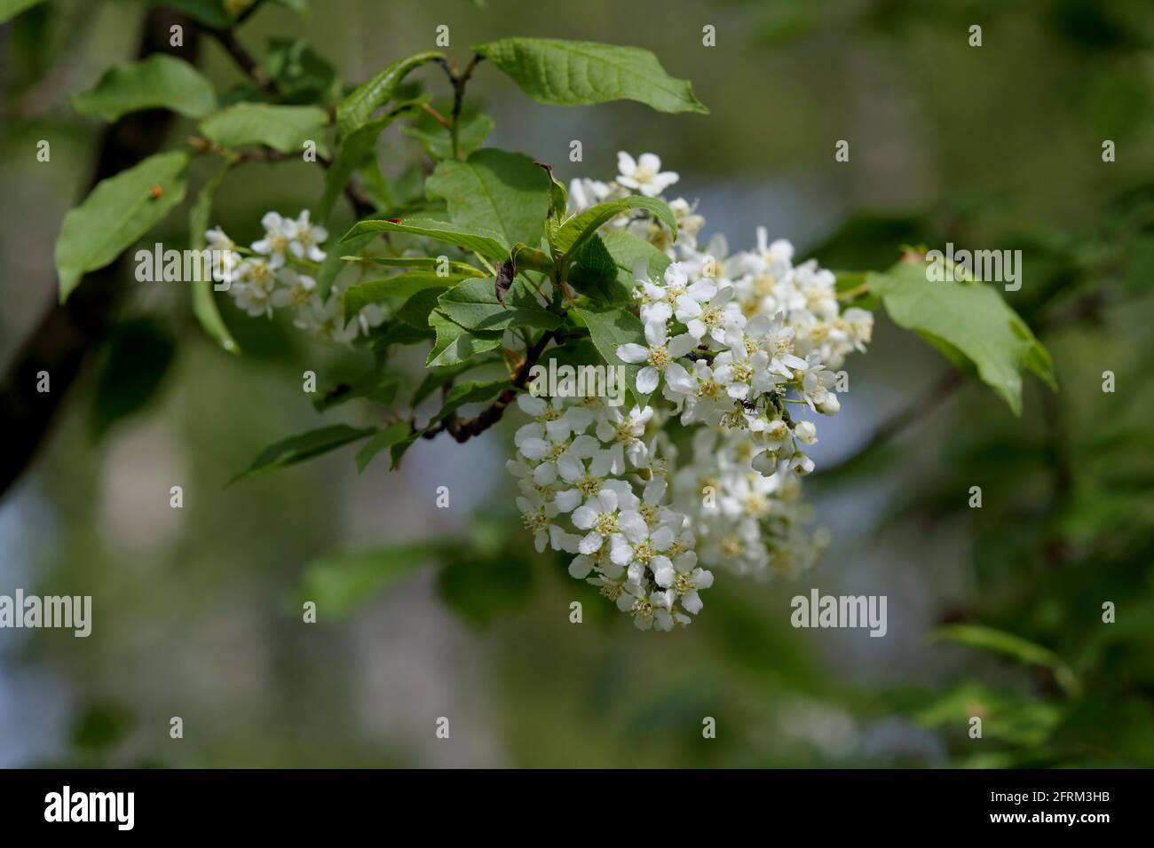Ciliegia di uccello europea fiorire con fiori bianchi belli in primavera Foto Stock