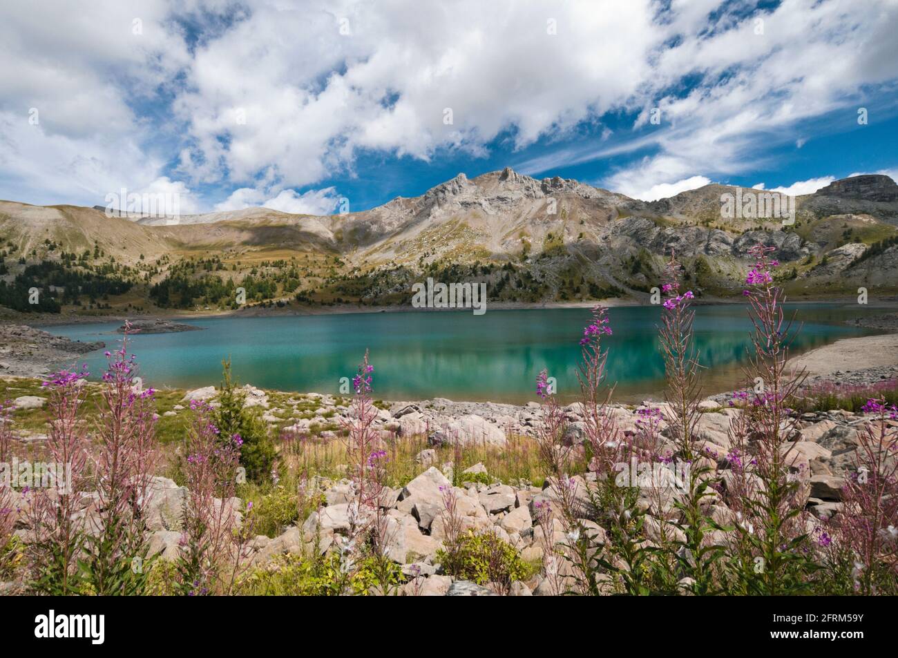 Fiori d'estate dal lago di Allos, il lago naturale più grande in Europa, Alpes-de-Haute-Provence (04), il Parco Nazionale del Mercantour, Francia. Foto Stock