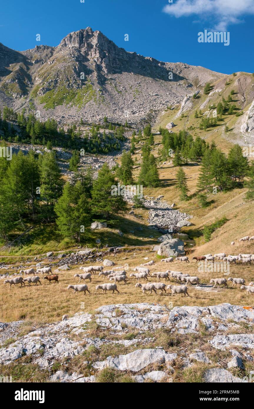 Grande gregge di pecore al pascolo su terreni adibiti a pascolo, il Parco Nazionale del Mercantour, Alpes-de-Haute-Provence (04), Francia Foto Stock