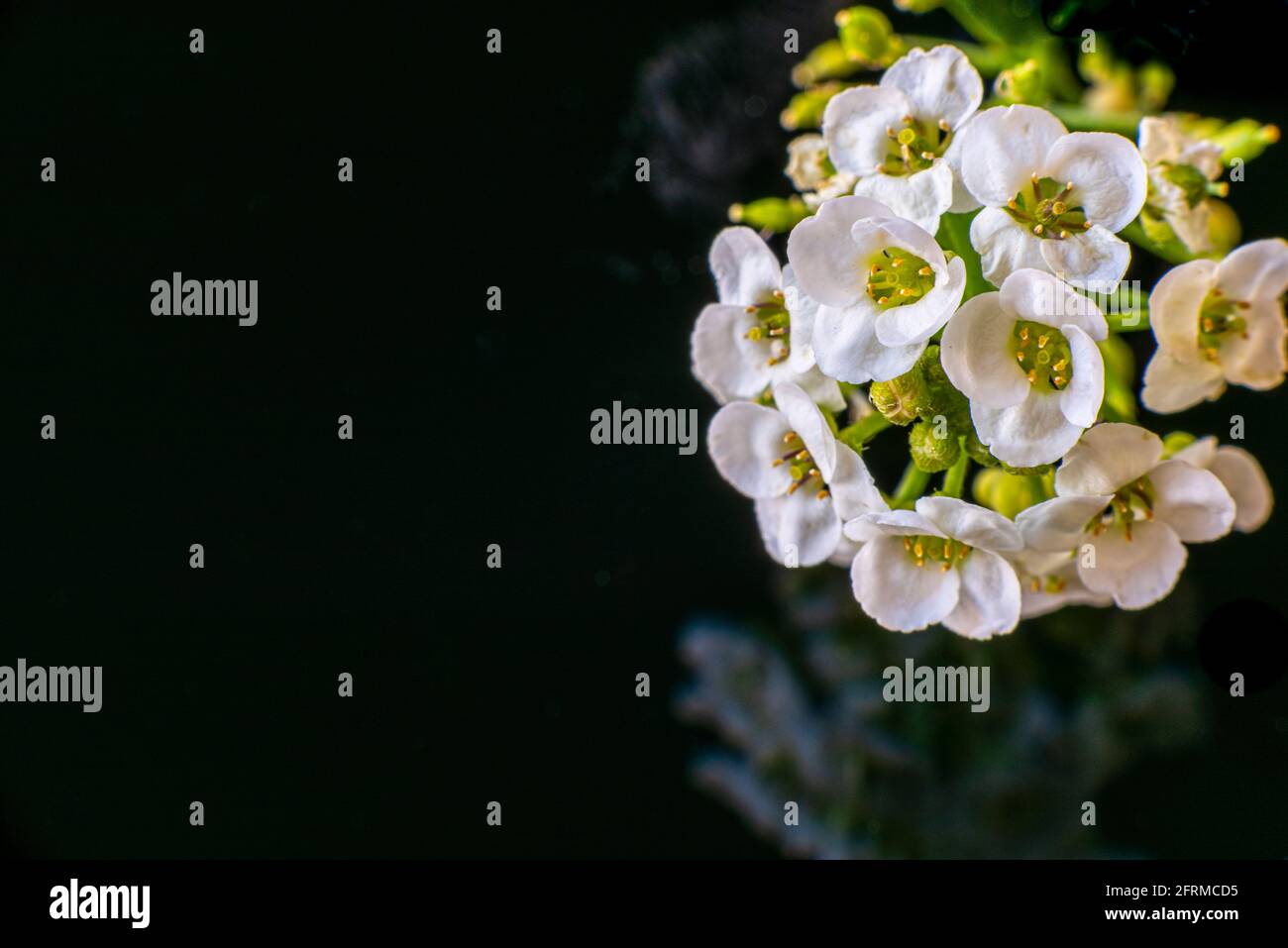 Primo piano di fiori bianchi Sweet alyssum su uno specchio nero. Riflessione scura con spazio di copia. Isolato su sfondo nero. Foto di alta qualità Foto Stock