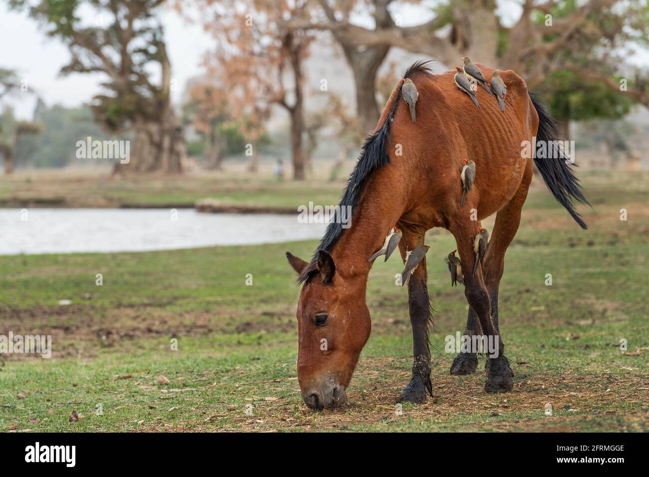 Oxpecker rosso-fatturato - Buphagus erythrorynchus, uccello colorato perching da savane e cespugli dell'Africa orientale, lago Ziway, Etiopia. Foto Stock
