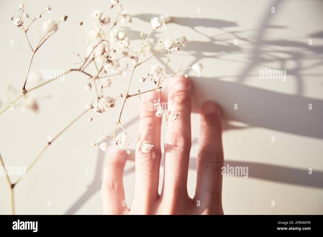 Toccare il fiore di gypsophila sullo sfondo bianco della superficie con ombre. Salvare il concetto di Terra. Foto Stock