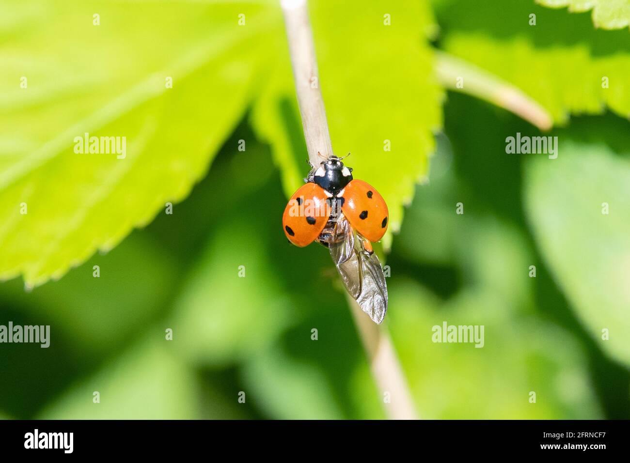 Ladybird con un'ala (ala posteriore) completamente aperta che mostra il dettaglio di vene - uk Foto Stock