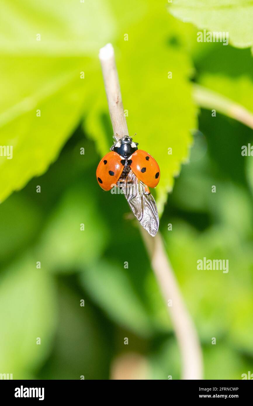 Ladybird con un'ala (ala posteriore) completamente aperta che mostra il dettaglio di vene - uk Foto Stock
