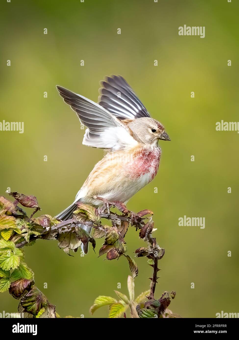 Un uccello di linnet appollaiato su un bush di bramble che lo batte ali pronte a volare Foto Stock