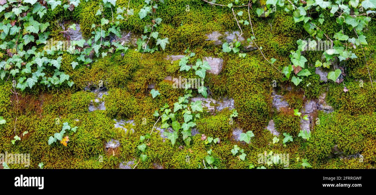 Ampio panorama di un antico muro di pietra naturale coperto di muschio verde e marrone e edera per sfondo naturale Foto Stock