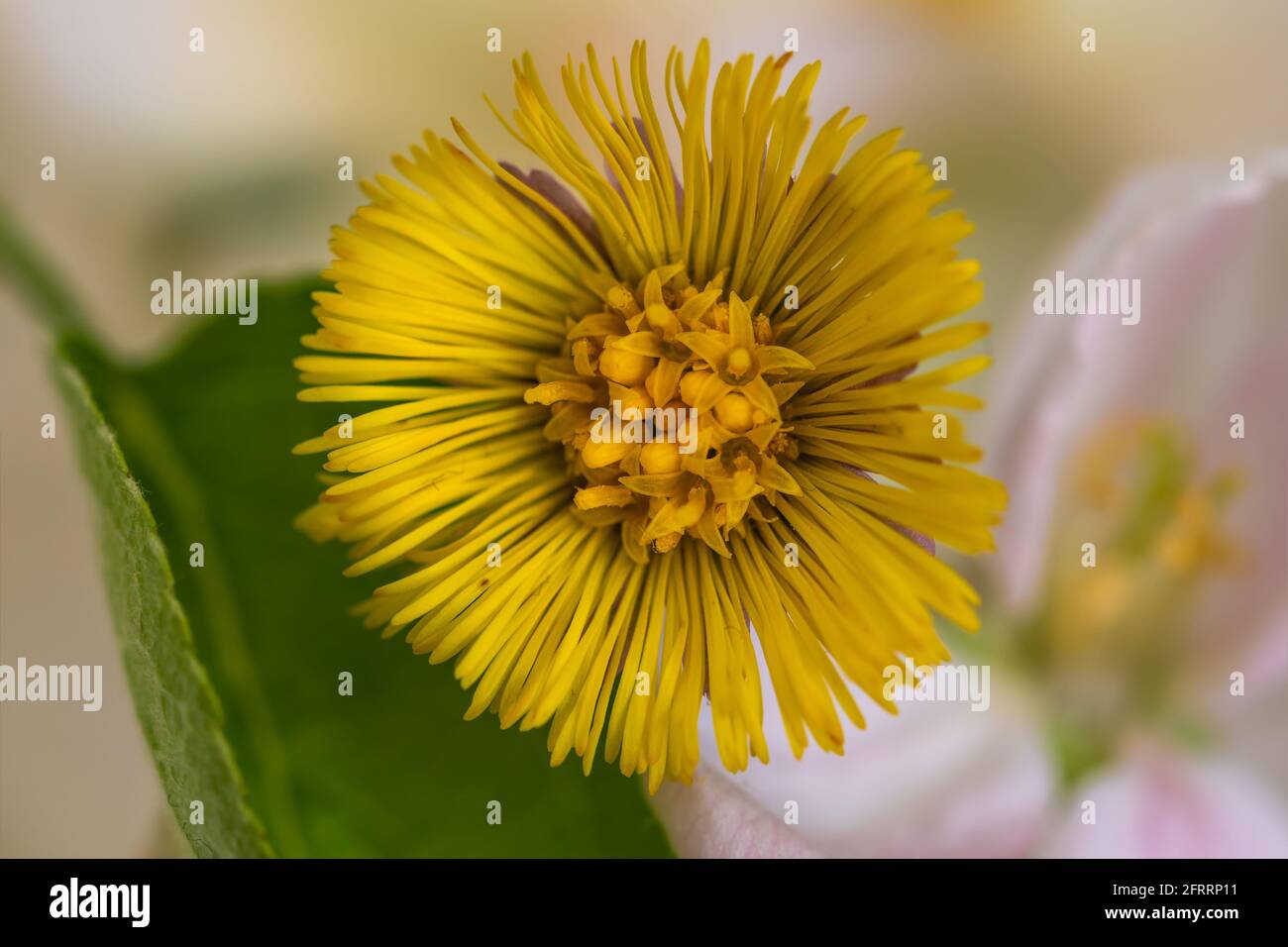 fiore giallo Foto Stock
