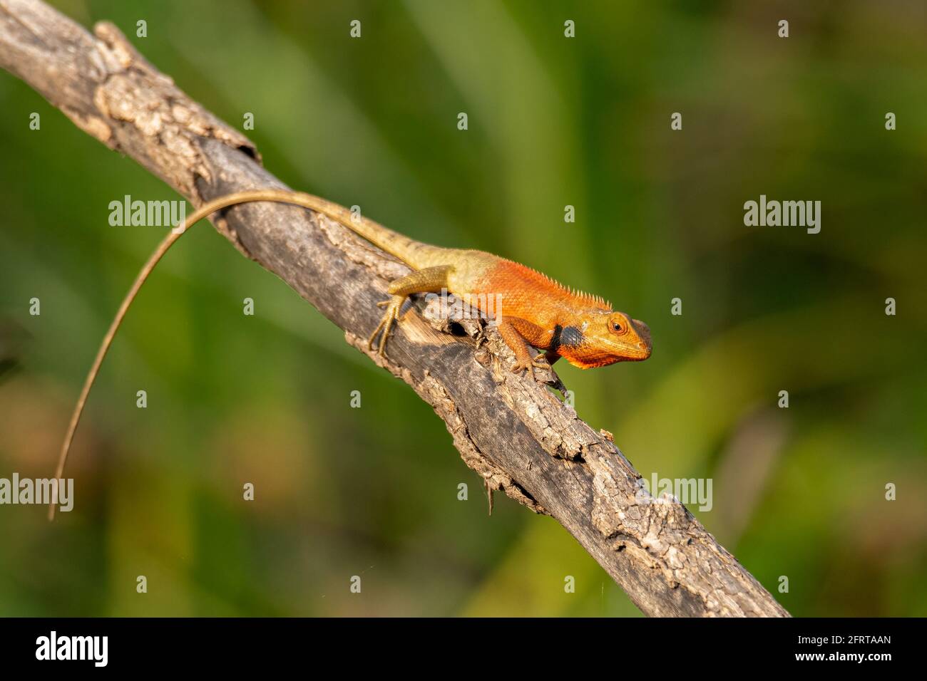 Colorato giardino orientale Lizard che perching su un persico secco Foto Stock