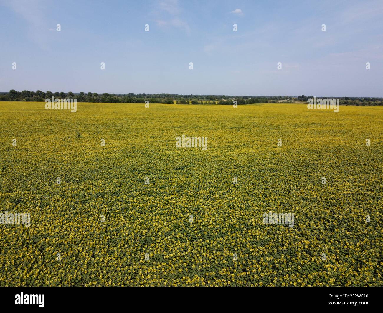 Un pittoresco campo di girasoli sotto un cielo blu, vista aerea. Un campo agricolo in una calda giornata estiva, paesaggio. Foto Stock