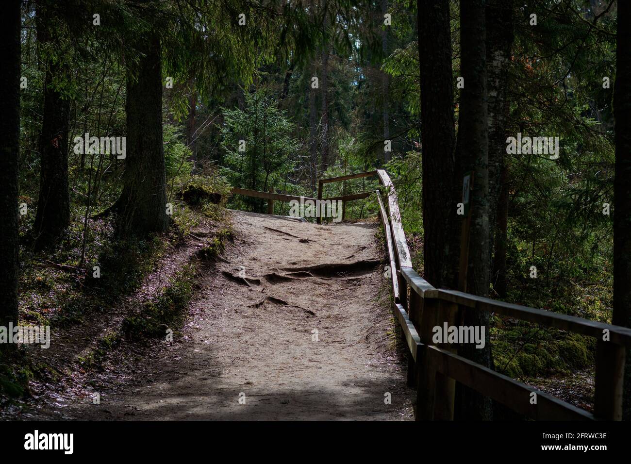 Un favoloso percorso naturalistico nella bellissima pineta di Lavia, in tempo soleggiato, in primavera. Foto Stock
