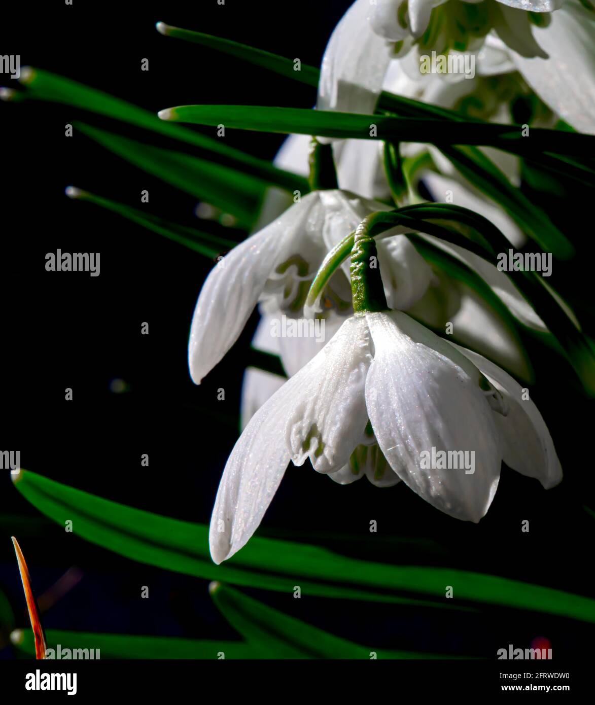 Primo piano dei fiori comuni di Snowdrop al sole di primavera. Foto Stock