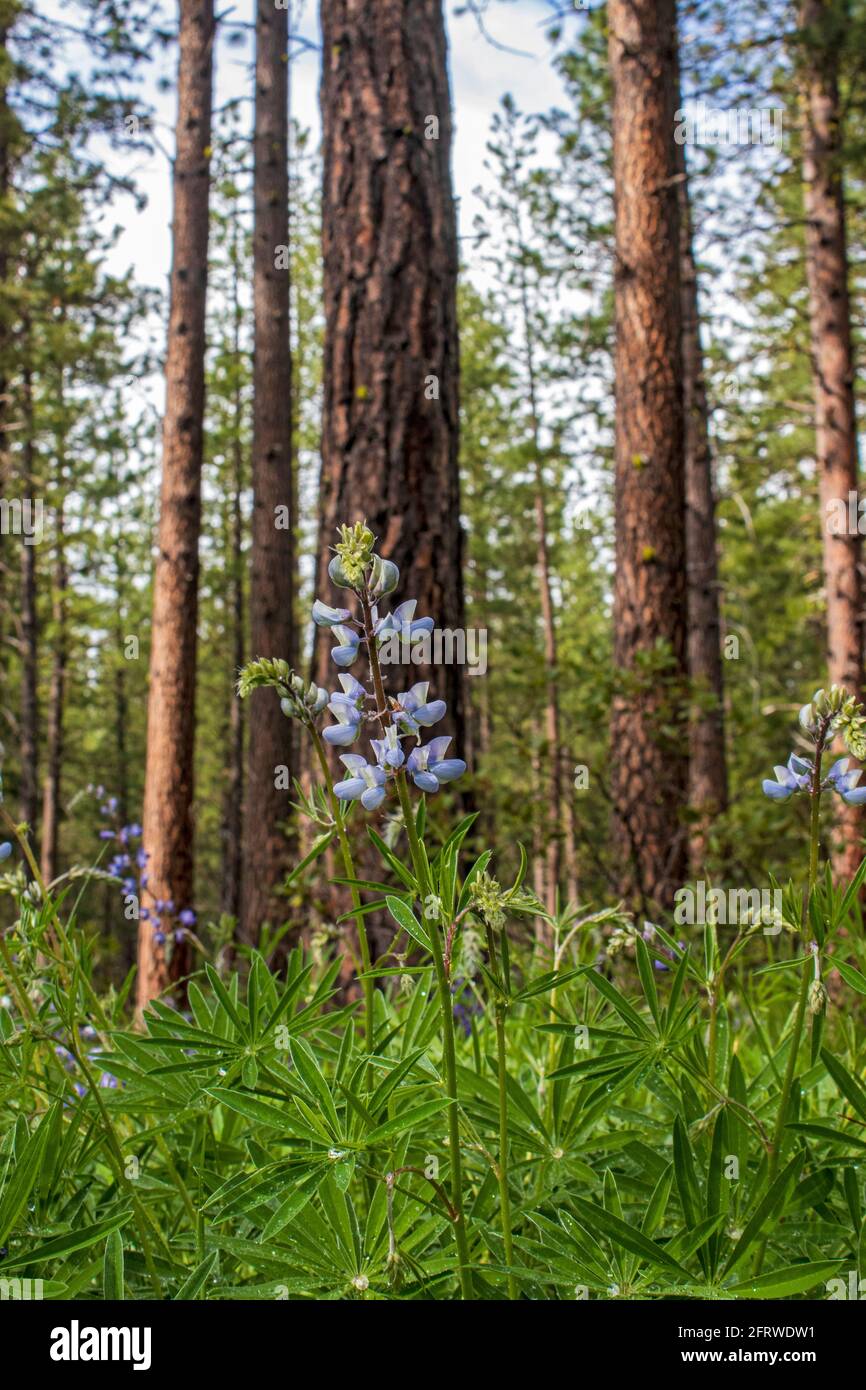 Un fiore viola selvatico di lupino che fiorisce sul pavimento della foresta circondato da pini ponderosa Foto Stock