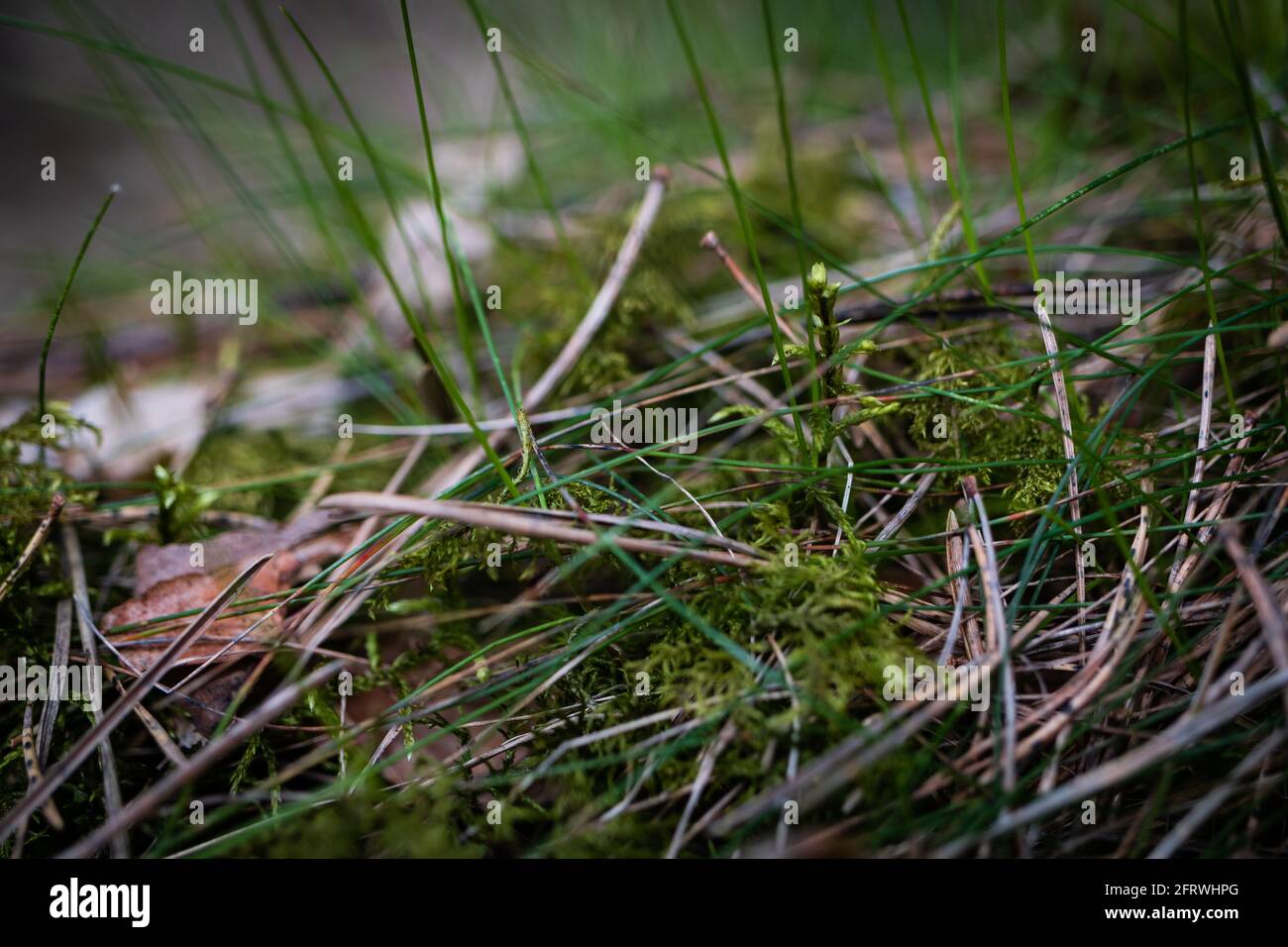 La magia magica del terreno forestale. Bellezza naturale, muschio verde brillante, aghi e corteccia di alberi. Una chiamata alla foresta. Foto Stock