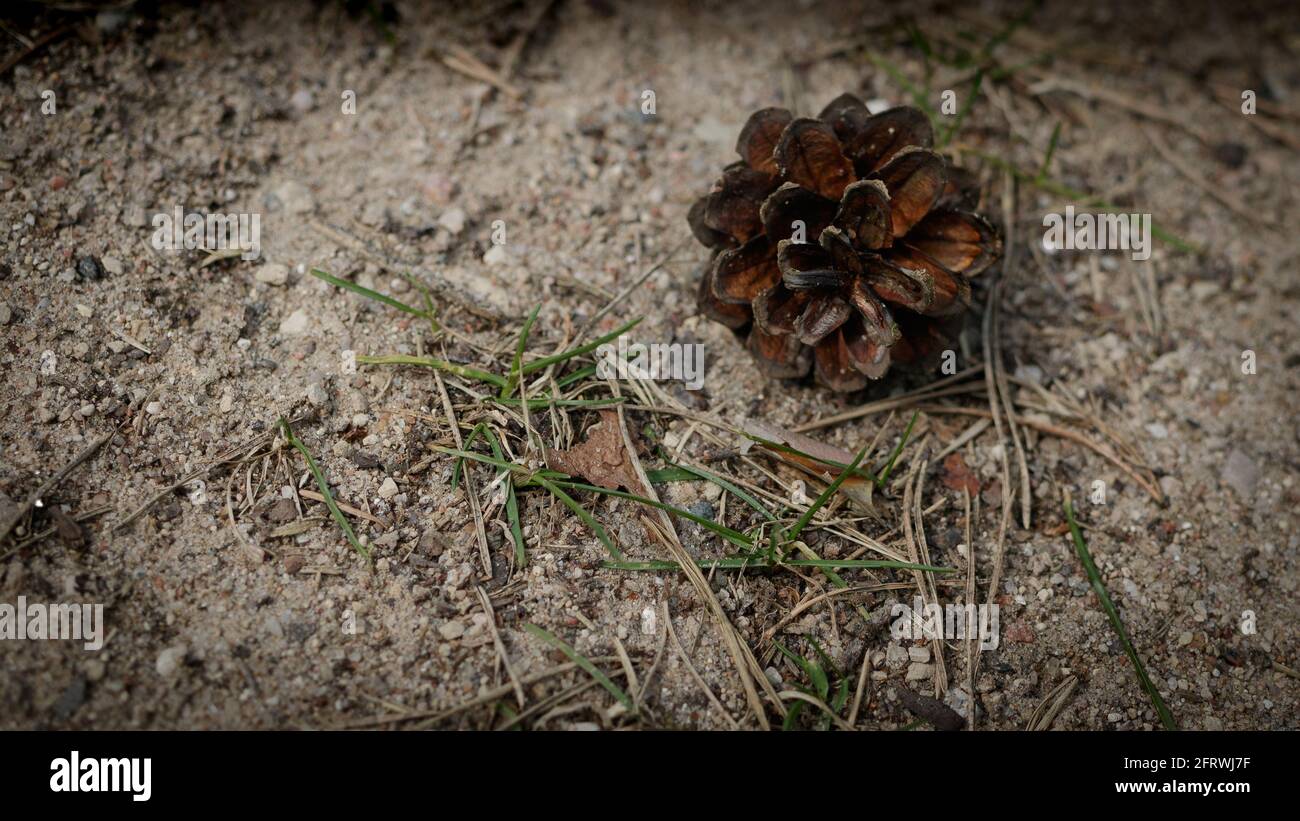 Macro foto natura con un cono marrone, aghi ed erba verde che cresce da un terreno sabbioso e roccioso Foto Stock