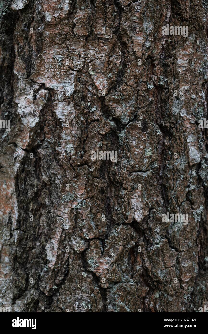 Abbaio di colore pieno e strutturato su un vecchio tronco di albero. Carta da parati, bellezza naturale. Foto Stock