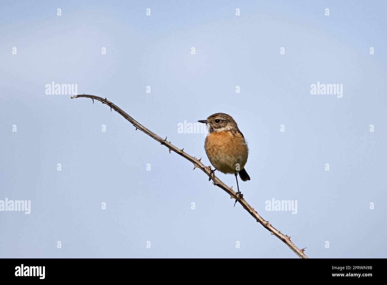 FemaleCommon Stonechat a Cogden Beach Dorset UK Foto Stock