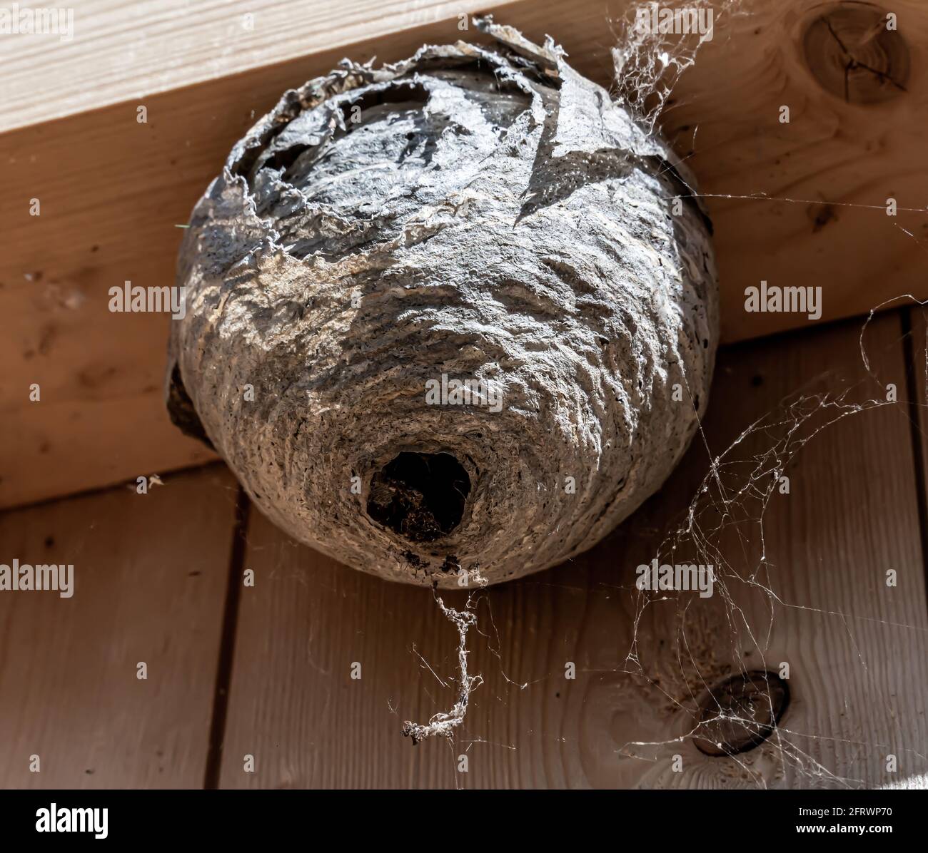 Le vespe Hornet nidificano sul telaio interno di una parete della casa. Lavoro di controllo dei parassiti. Foto Stock