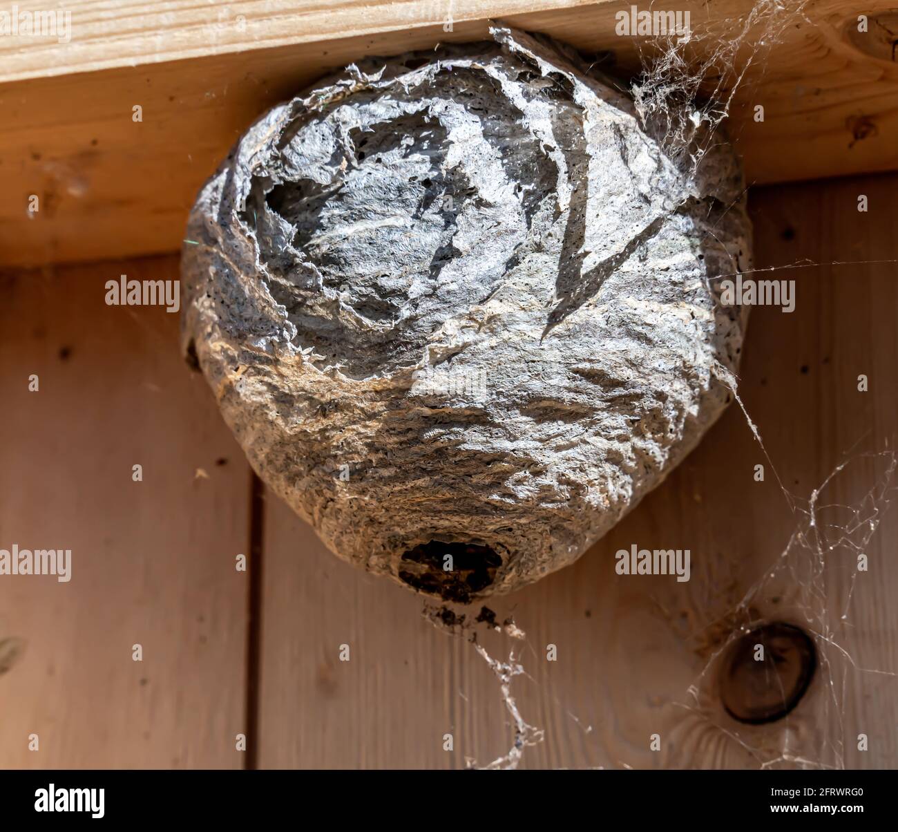 Le vespe Hornet nidificano sul telaio interno di una parete della casa. Lavoro di controllo dei parassiti. Foto Stock