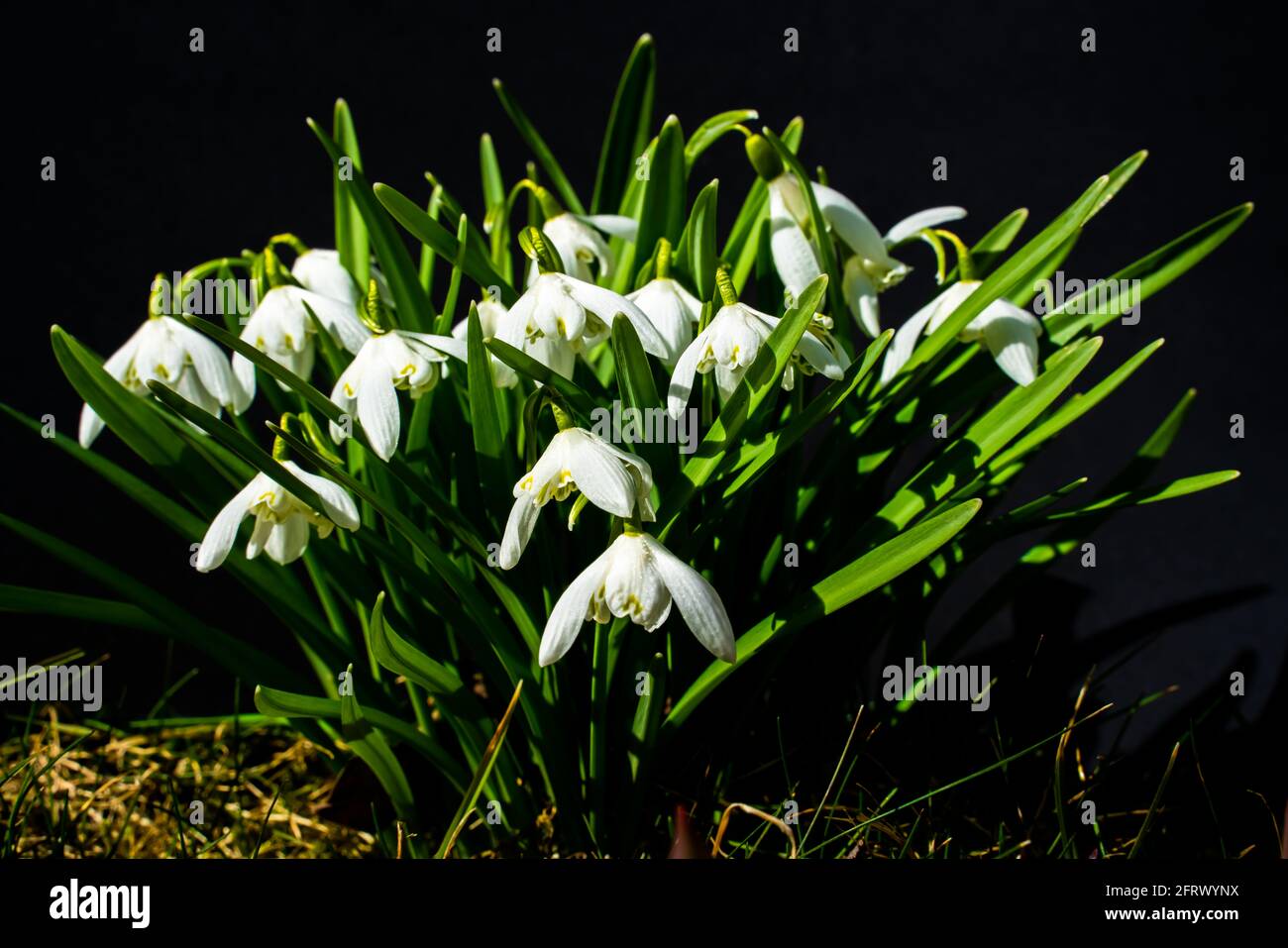 Primo piano dei fiori comuni di Snowdrop al sole di primavera. Foto Stock