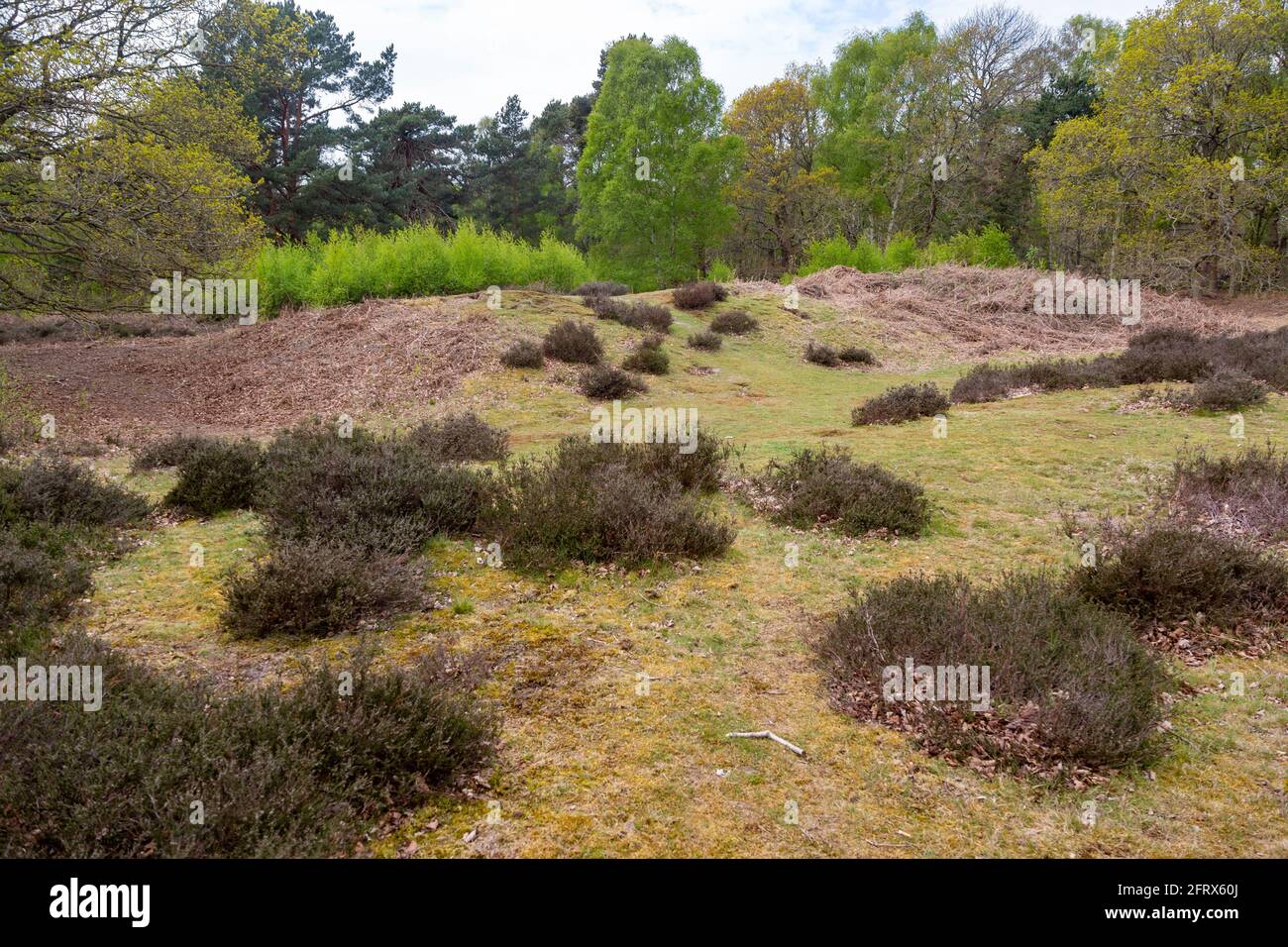 Tumulo possibile neolitico lungo sbarramento più probabile coniglio medievale Warren, Sutton comune, Suffolk, Inghilterra, Regno Unito Foto Stock