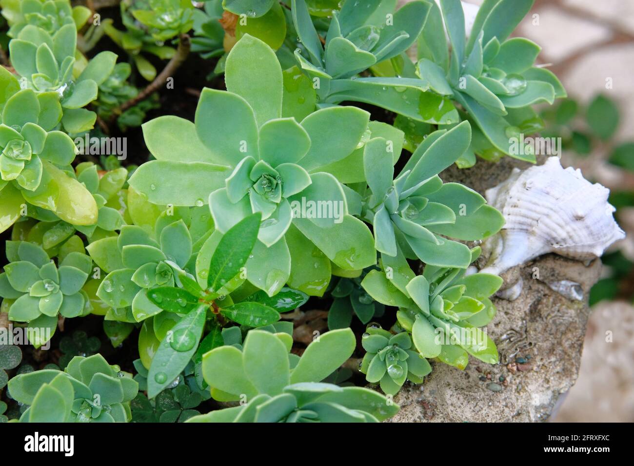 Succulenti piante con gocce d'acqua su foglie in vaso grigio all'aperto. Molte piante di succulenti verdi con conchiglia. Progettazione paesaggistica. Foto Stock