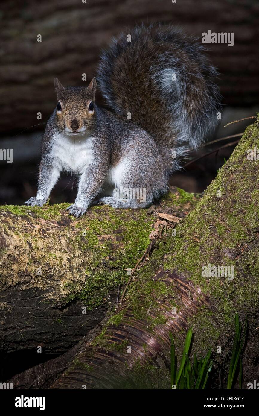 Scoiattolo su ramo spesso in bosco inglese Foto Stock