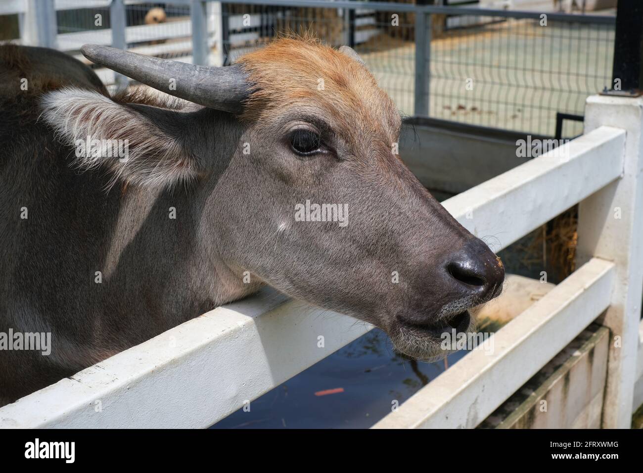 La testa di un giovane bufalo domestico d'acqua che pola fuori dalla sua stalla in un fienile. Foto Stock