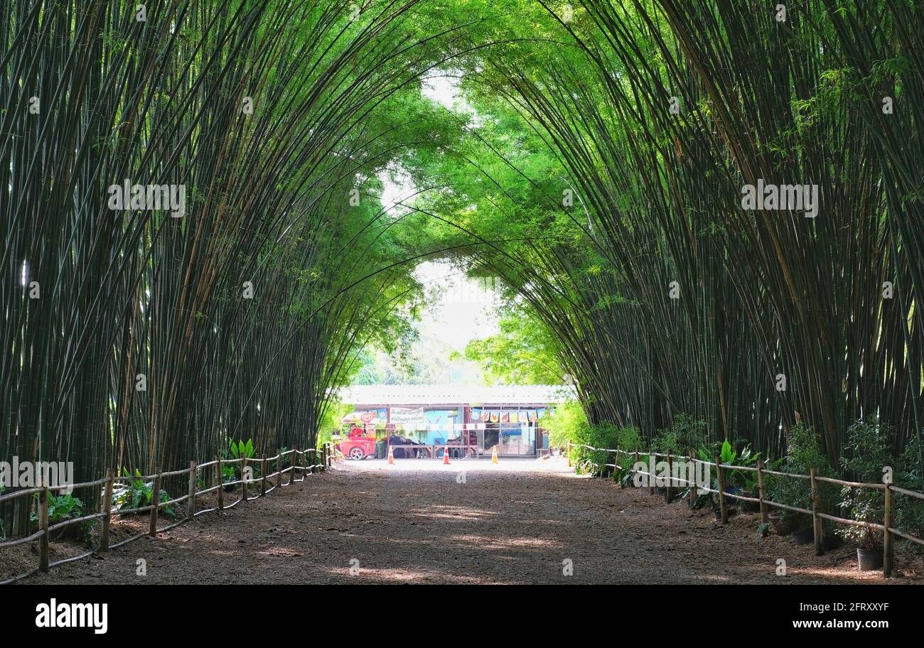 Nakorn Nayok, Thailandia - 04/13/2021: Bamboo Grove al tempio di Chulapornwararam nella Thailandia orientale con splendidi e lussureggianti alberi di bambù che formano un tunnel. Foto Stock