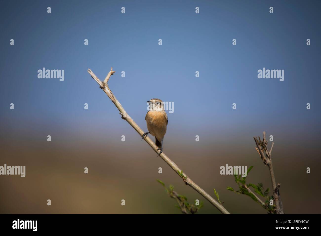 Stonechat comune, Saxicola torquatus, Madhya Pradesh, India Foto Stock