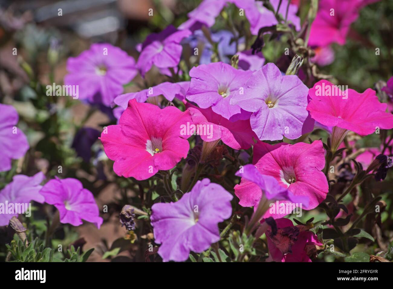 Petunia rosa e viola 13895 Foto Stock