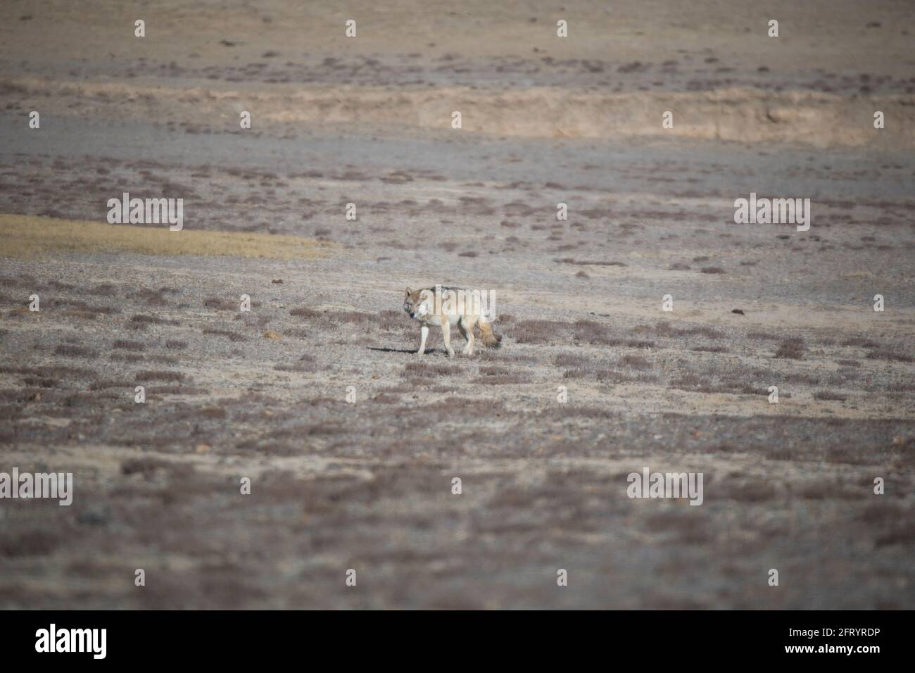 Lupo tibetano, Canis lupus filchneri, Gurudonmar, Sikkim, India Foto Stock